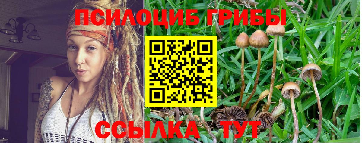 Псилоцибиновые грибы Psilocybe Ярославль